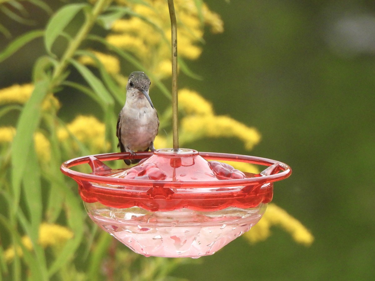 Yakut Boğazlı Kolibri - ML641862563