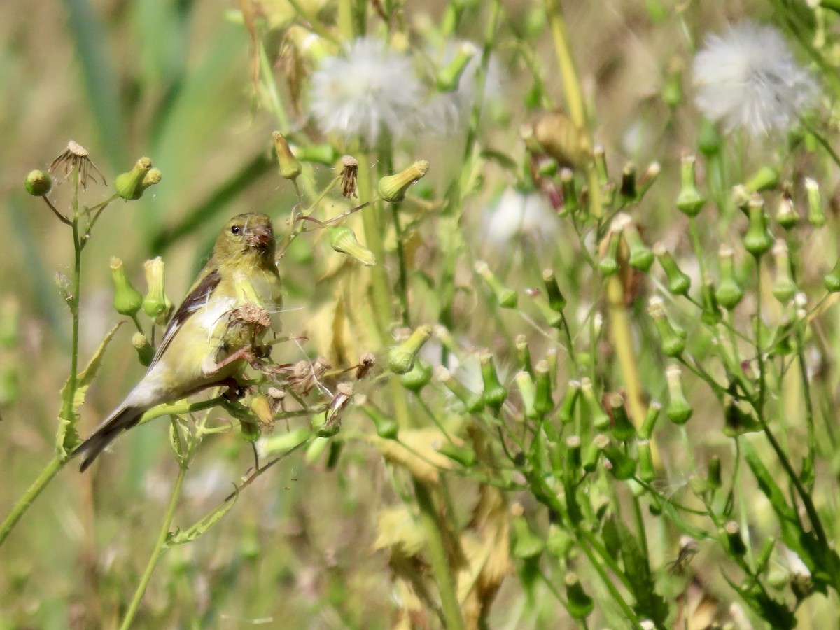 American Goldfinch - ML641862580