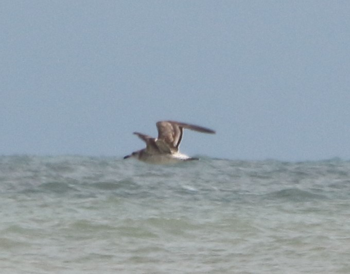 Caspian Gull - ML641862583