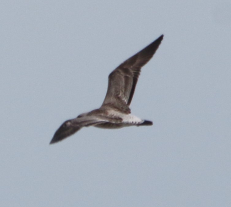 Caspian Gull - ML641862584