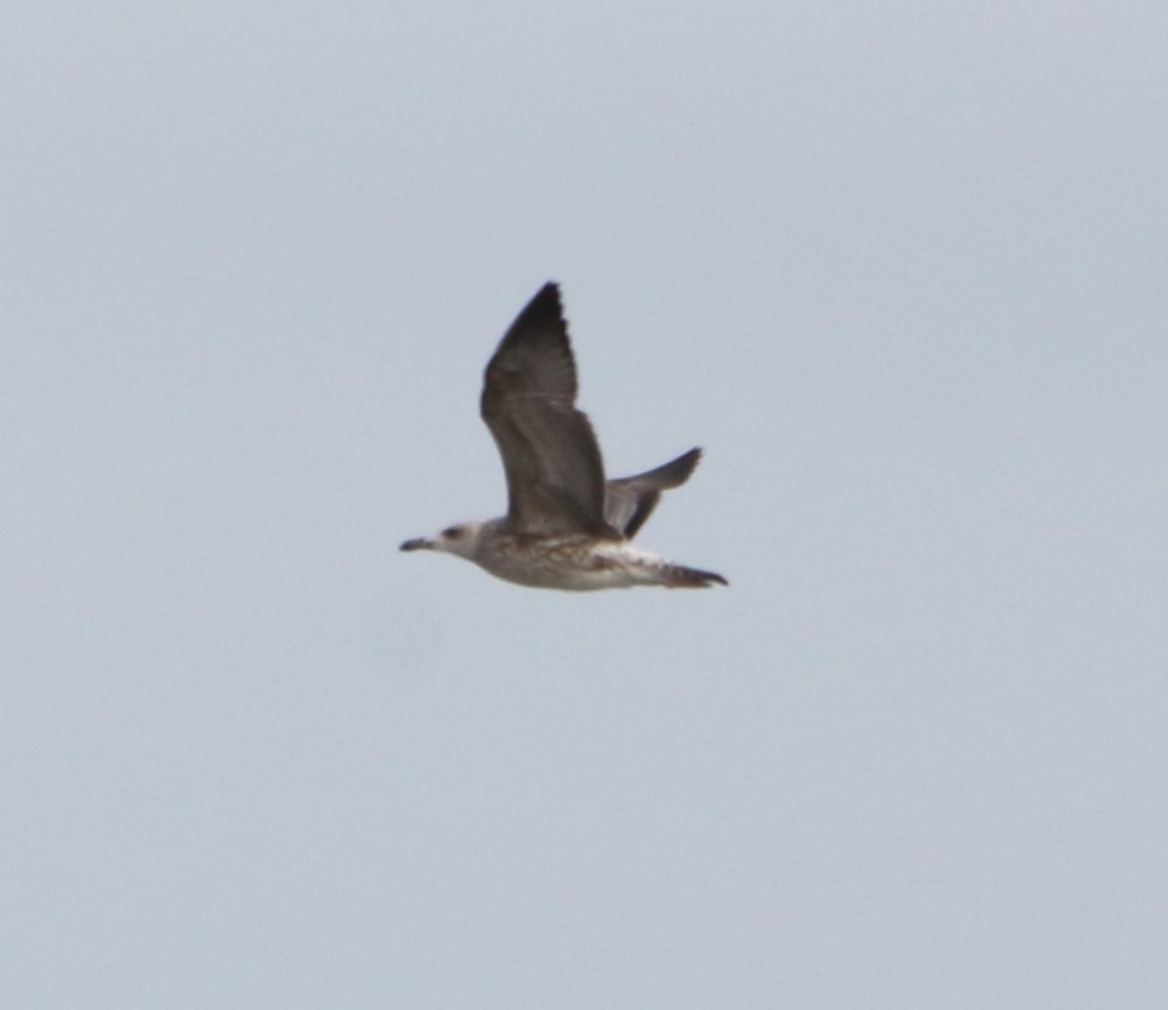 Caspian Gull - ML641862585
