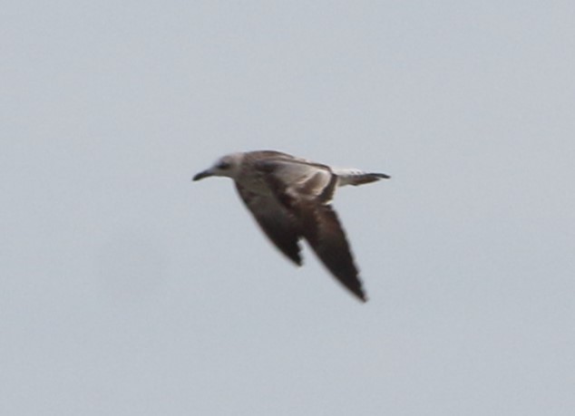 Caspian Gull - ML641862586
