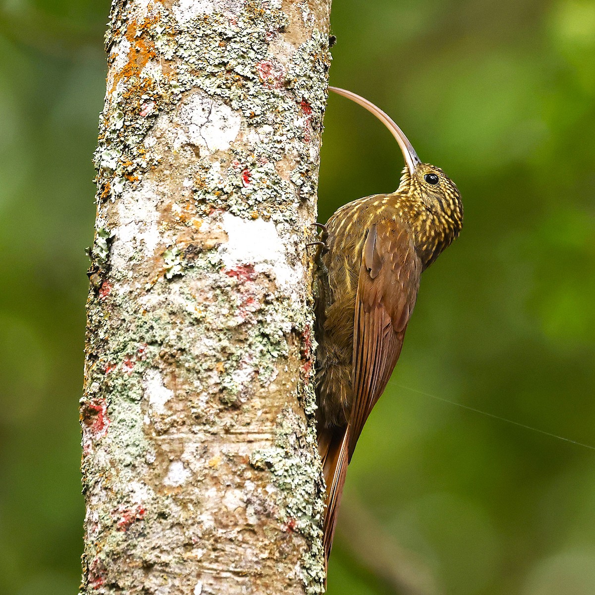 チャユミハシオニキバシリ - ML641862594