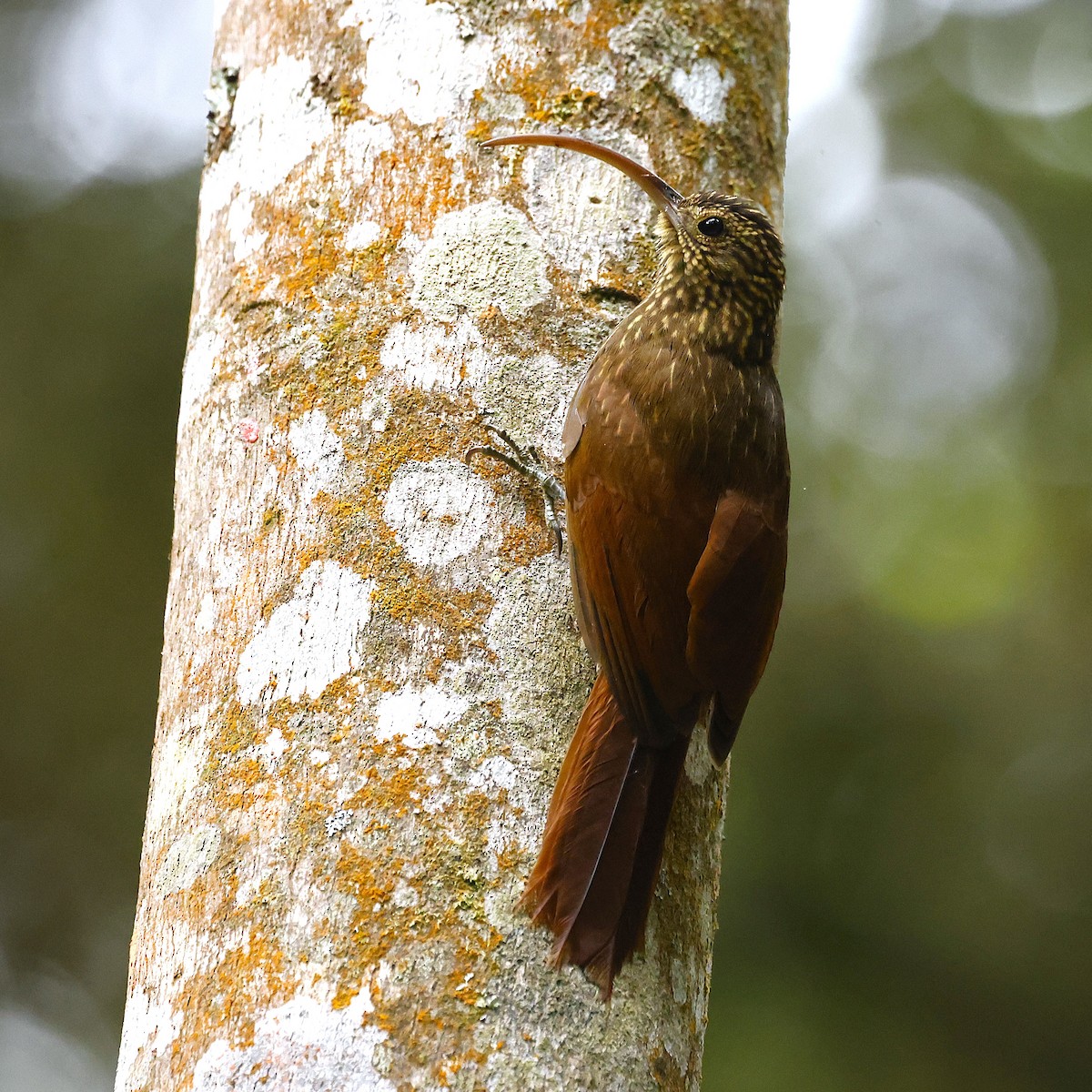 チャユミハシオニキバシリ - ML641862596