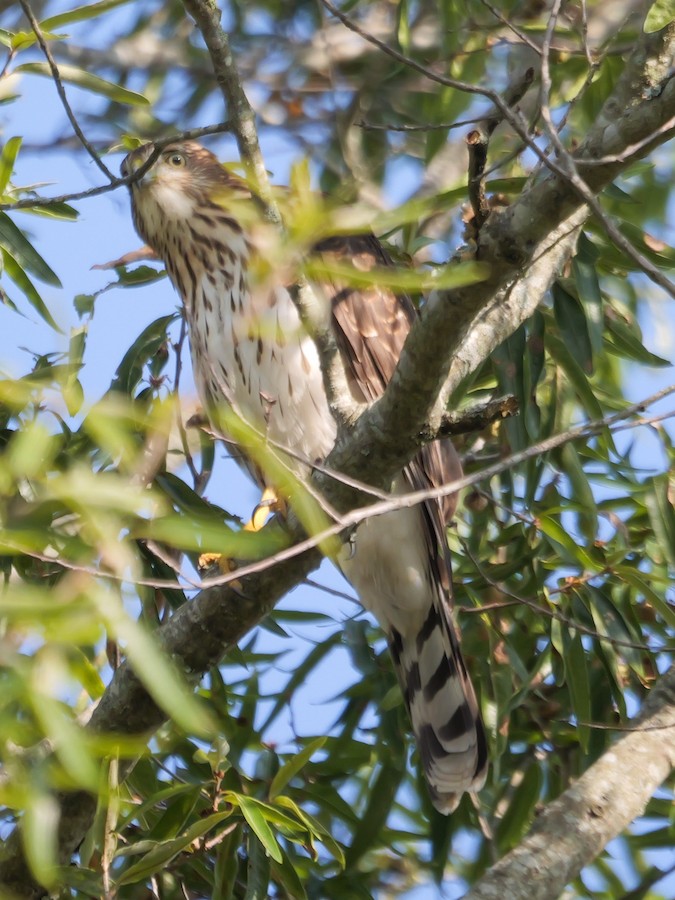 Cooper's Hawk - Roger Horn