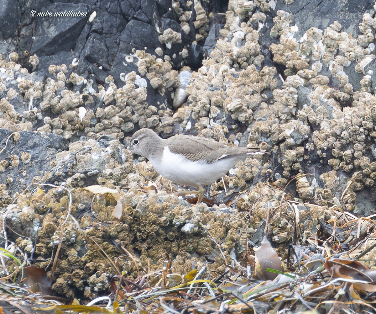Spotted Sandpiper - ML641862613