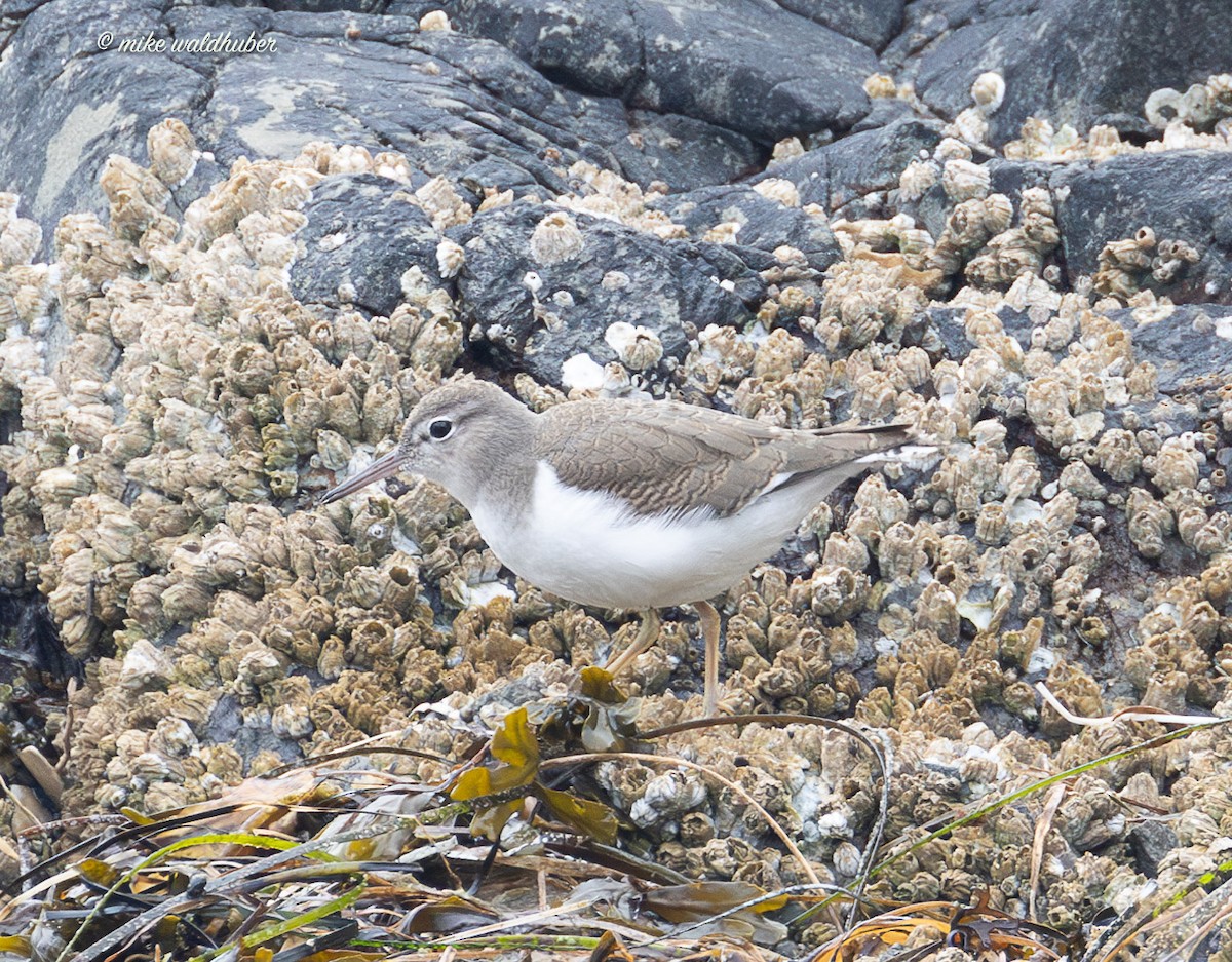 Spotted Sandpiper - ML641862614