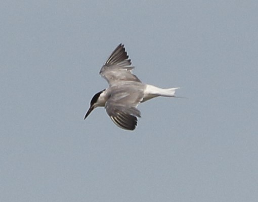 Common Tern - ML641862623