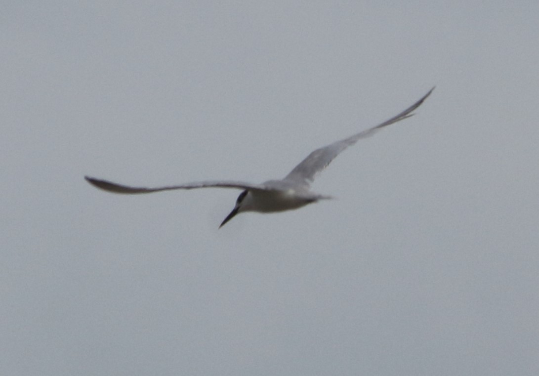 Common Tern - ML641862625