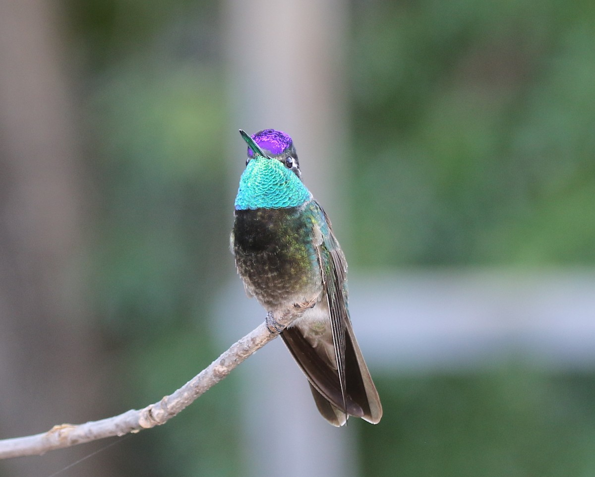 Rivoli's Hummingbird - ML641862644