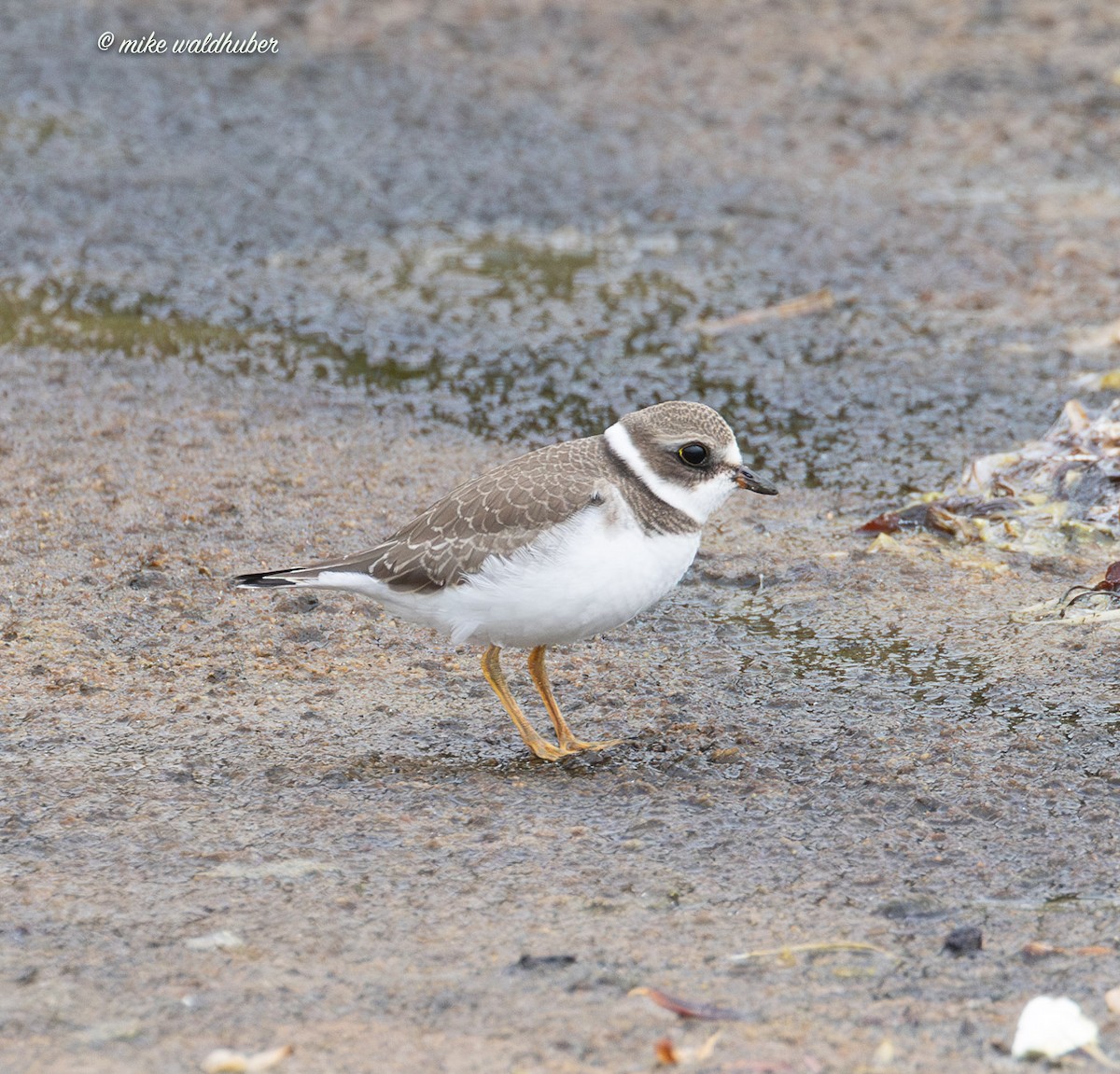 Semipalmated Plover - ML641862719