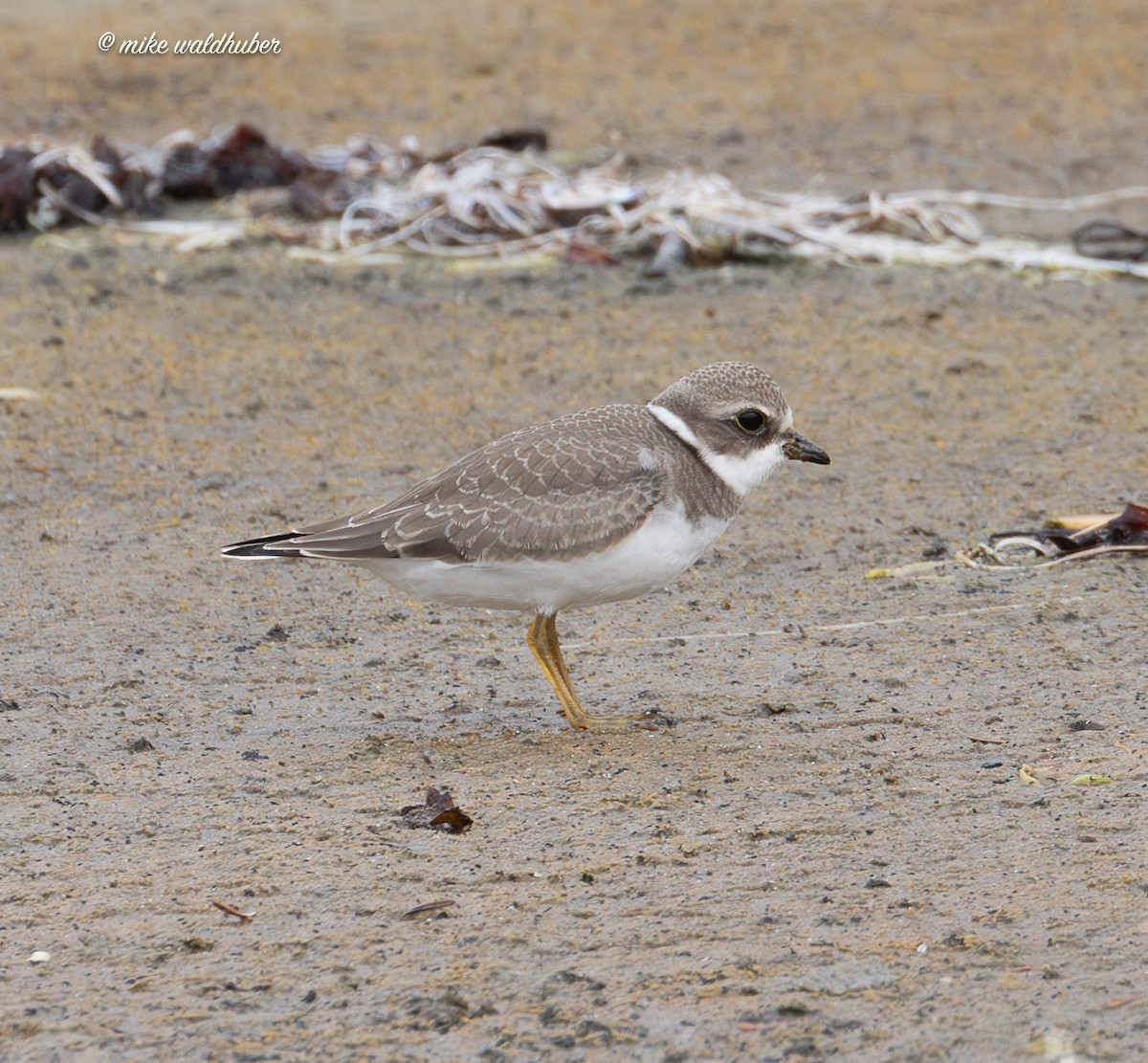 Semipalmated Plover - ML641862720