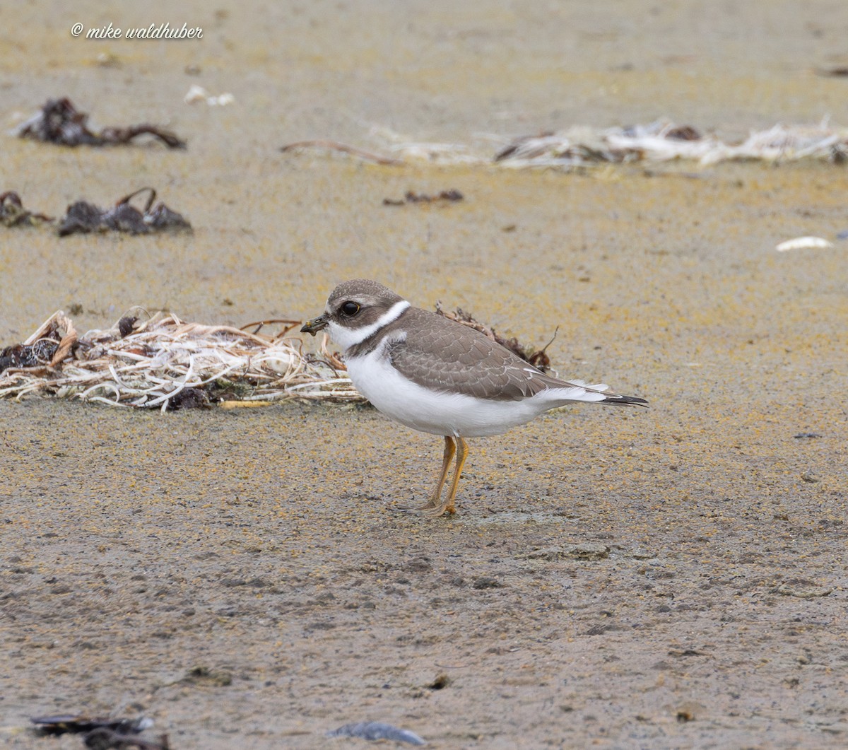 Semipalmated Plover - ML641862721