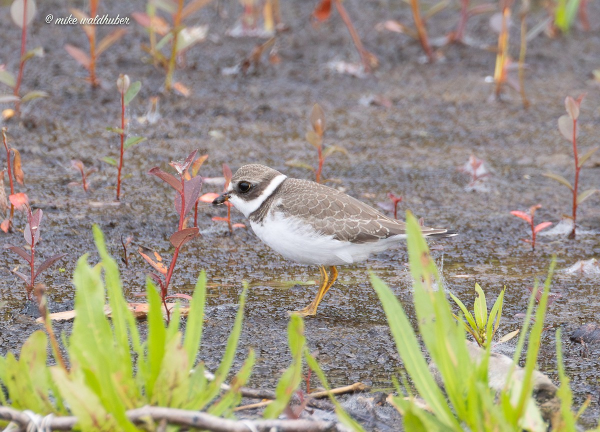 Semipalmated Plover - ML641862722
