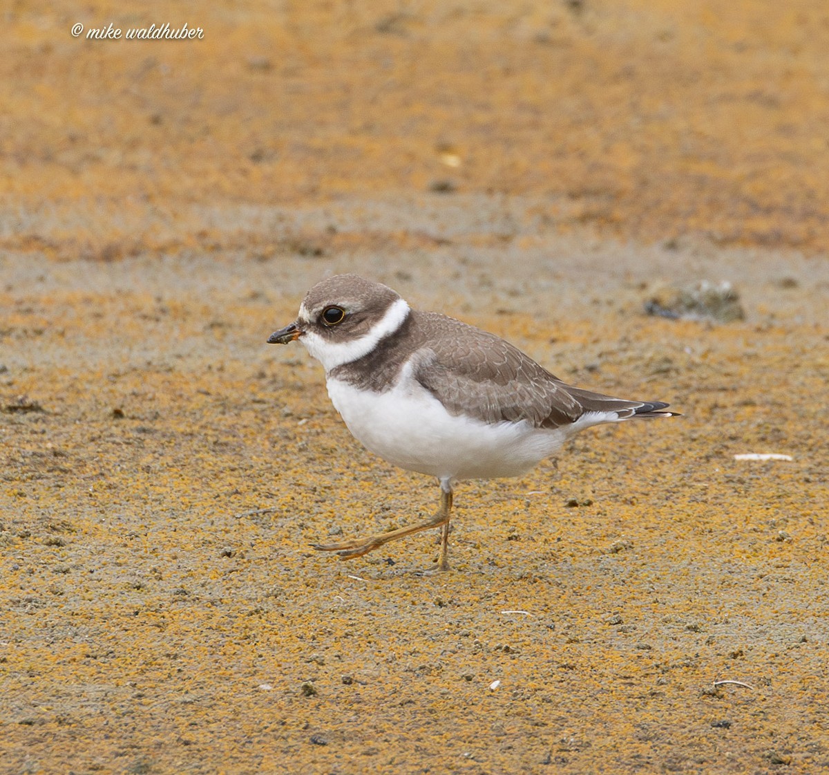Semipalmated Plover - ML641862723