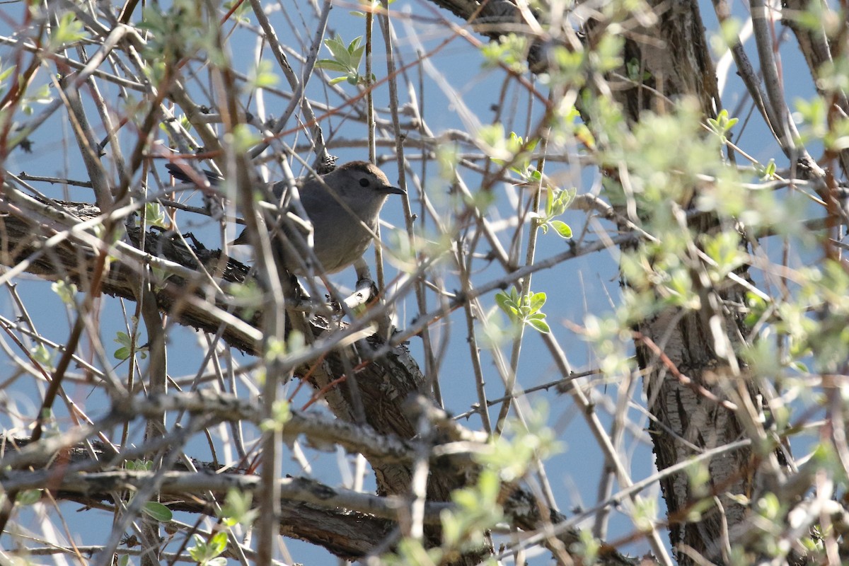 Gray Catbird - ML641862732