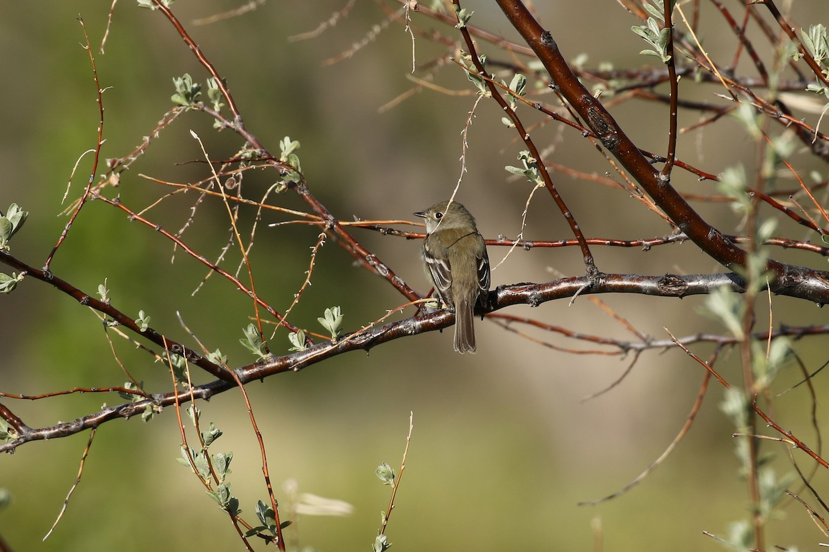 Least Flycatcher - ML641862749