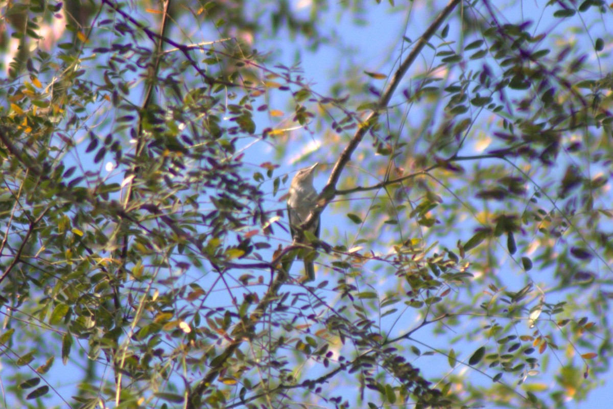 Red-eyed Vireo - ML641862751