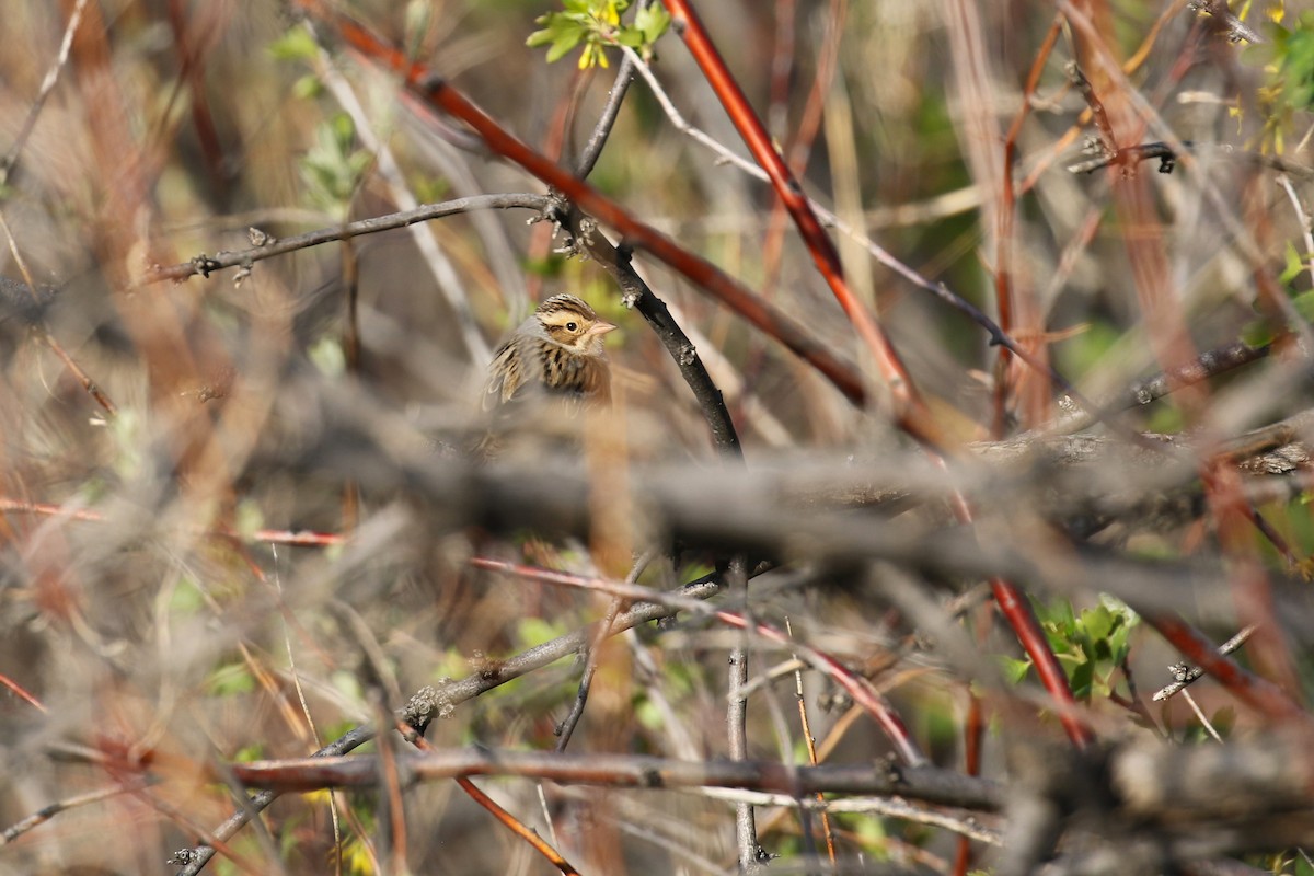 Clay-colored Sparrow - ML641862762