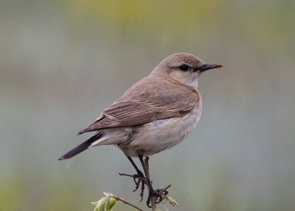 Бүжимч чогчиго - ML641862792