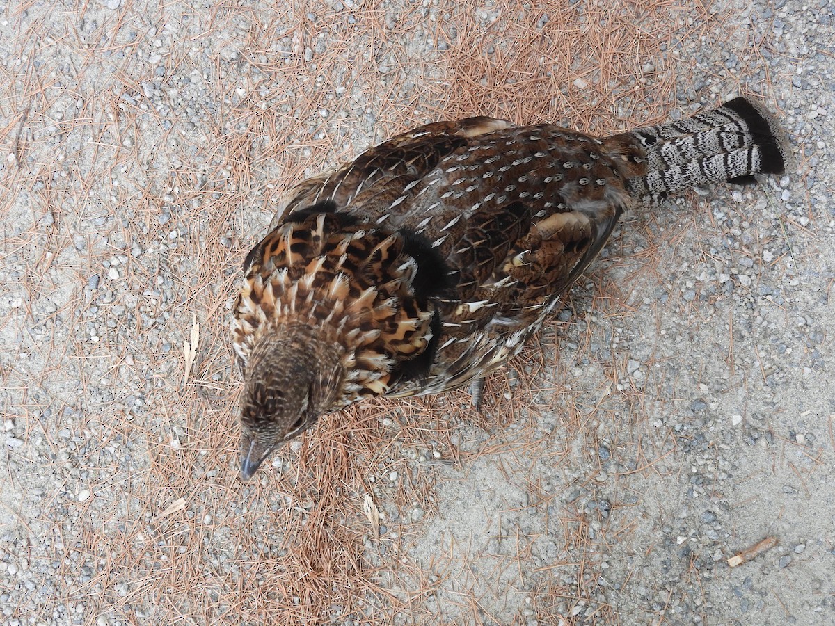 Ruffed Grouse - ML641862799