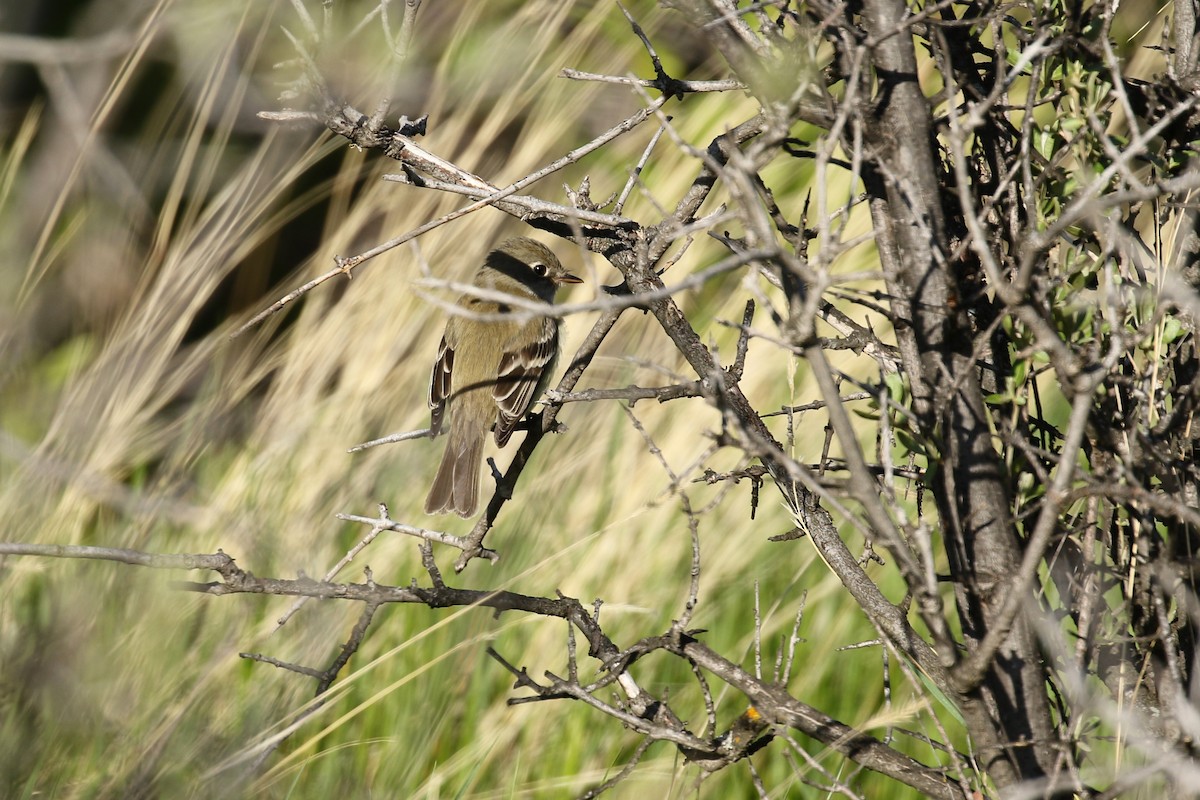 Least Flycatcher - ML641862801