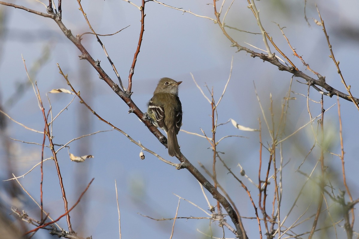Least Flycatcher - ML641862803