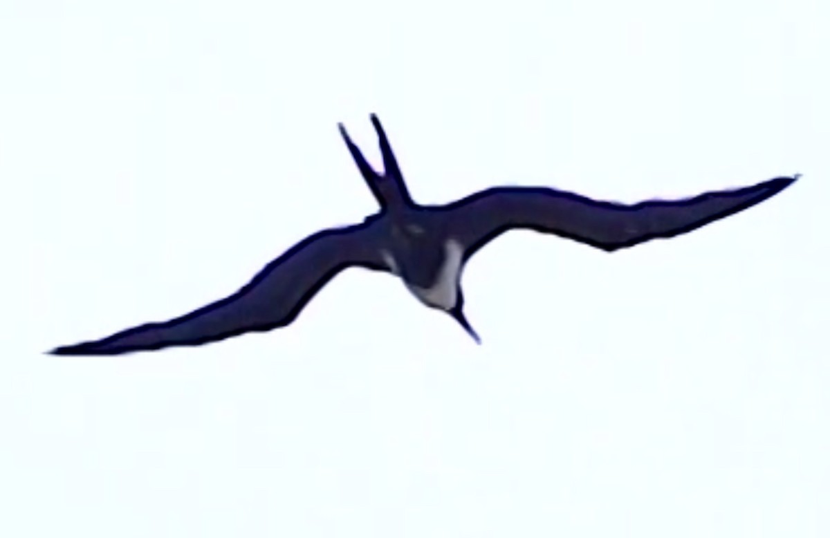 פריגט גדול - ML641862845