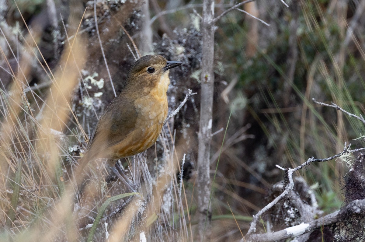 Tawny Antpitta - ML641862850
