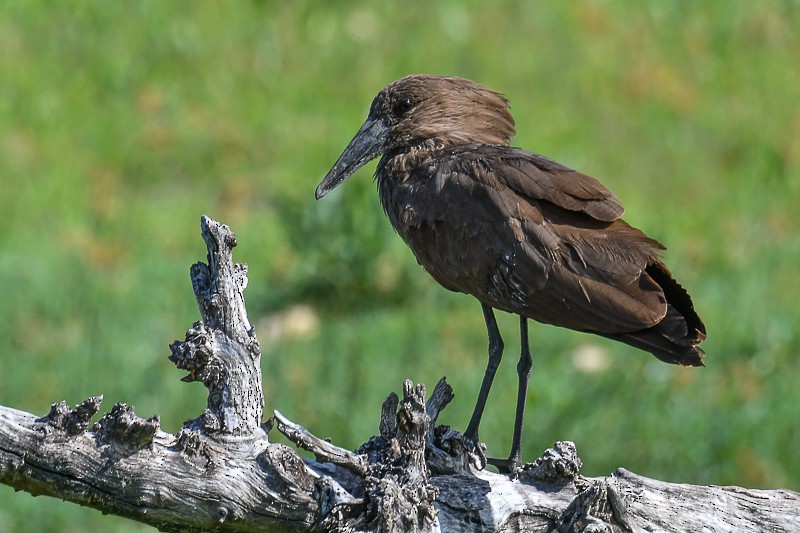 Hamerkop - ML641862864