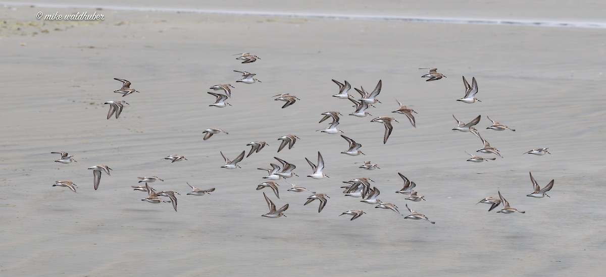 Western Sandpiper - ML641862879