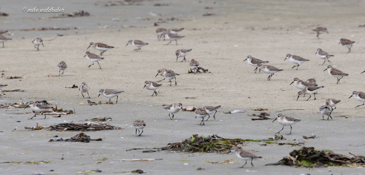 Western Sandpiper - ML641862880