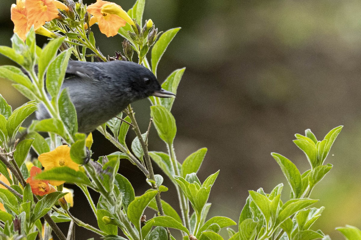 Slaty Flowerpiercer - ML641862881