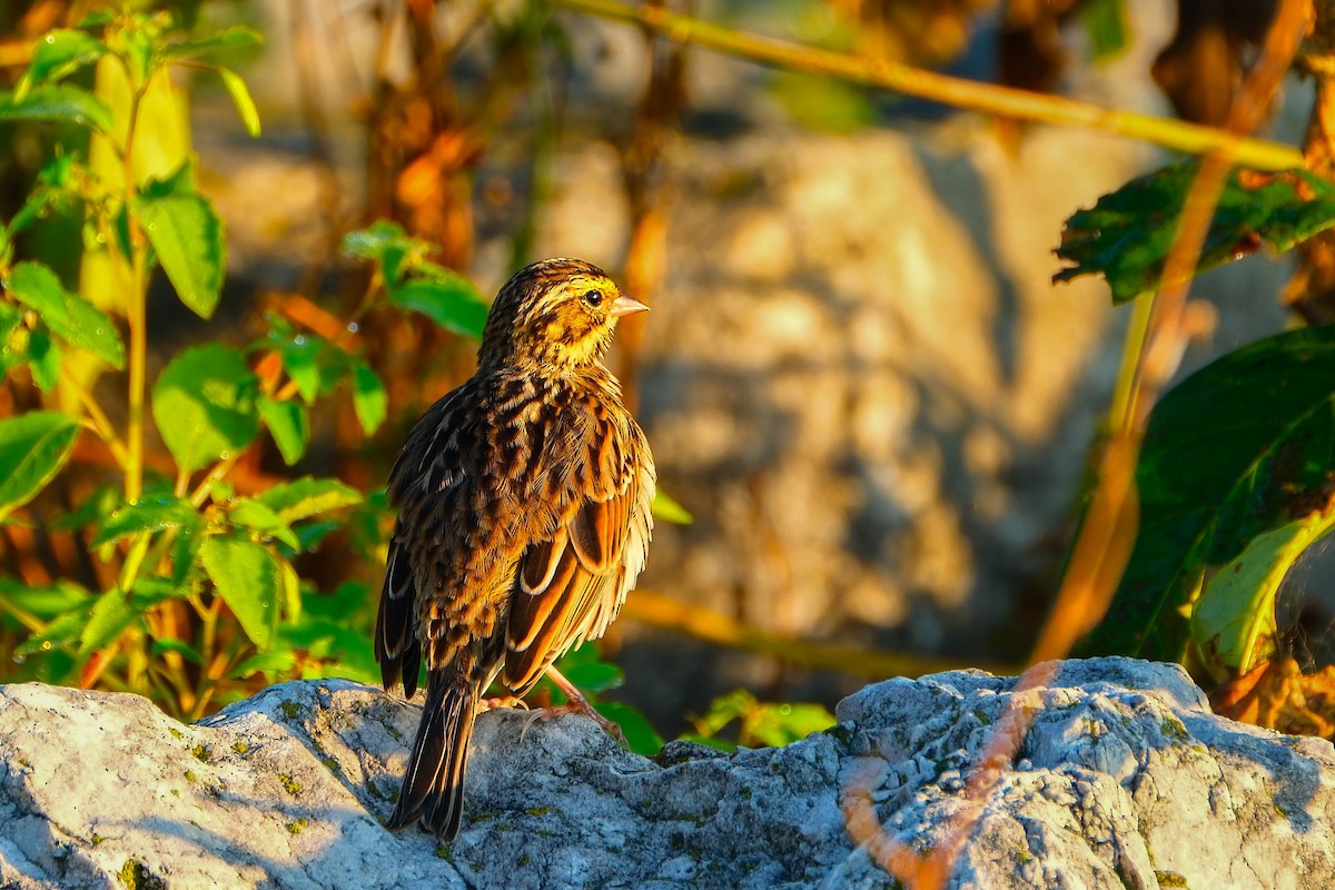 Savannah Sparrow - ML641862886