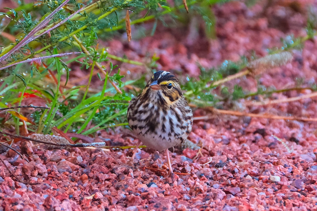 Savannah Sparrow - ML641862887