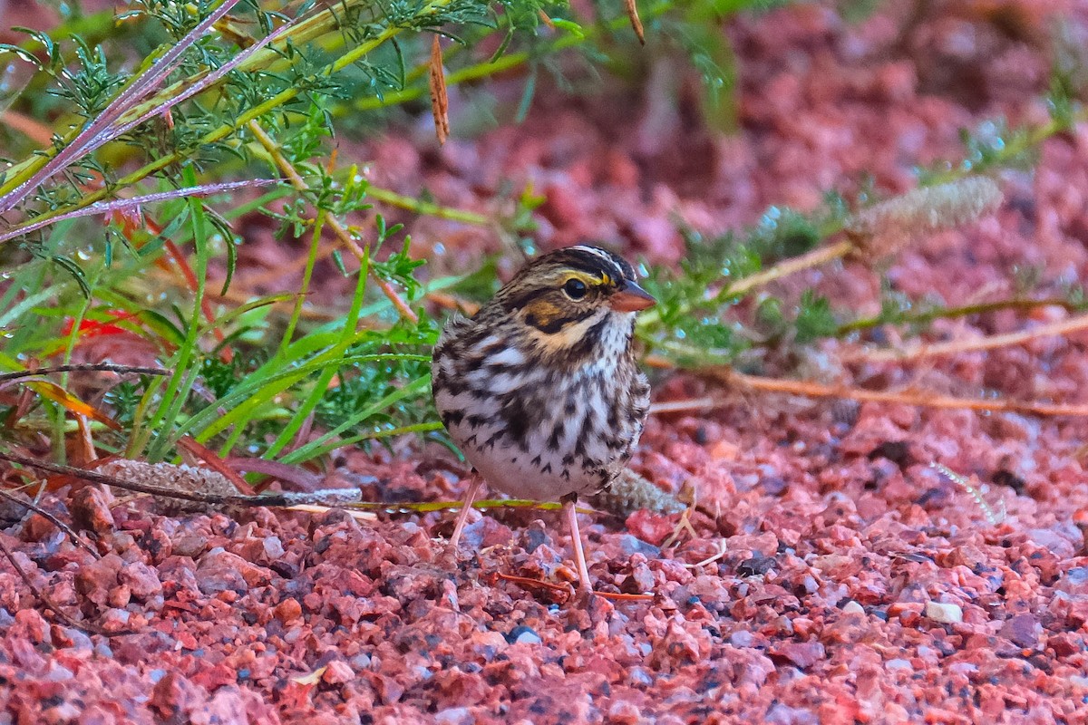 Savannah Sparrow - ML641862888