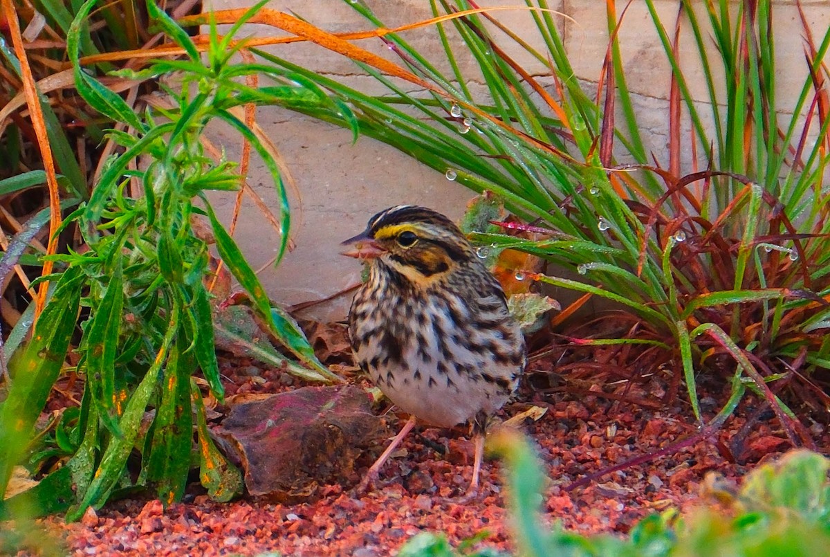 Savannah Sparrow - ML641862889