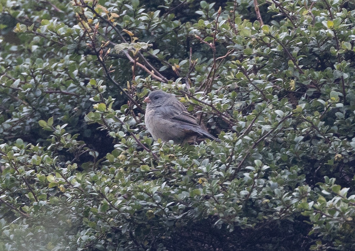 Plain-colored Seedeater - ML641862909