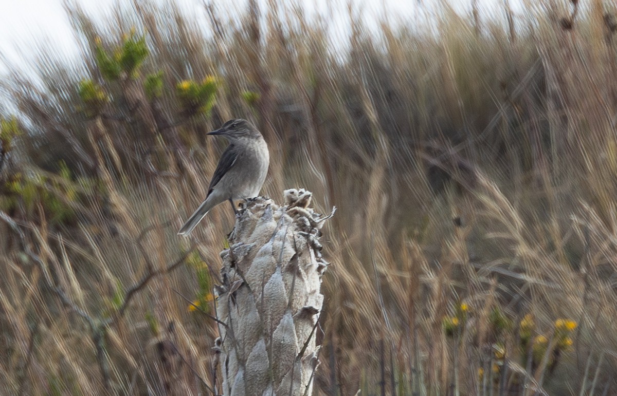 Black-billed Shrike-Tyrant - ML641862916