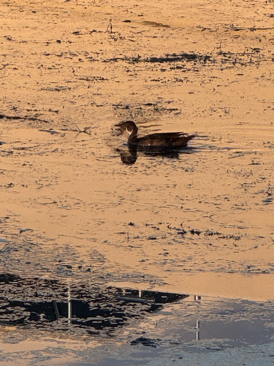 Wood Duck - ML641862930