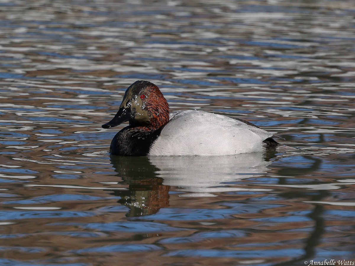 Canvasback - ML641862932