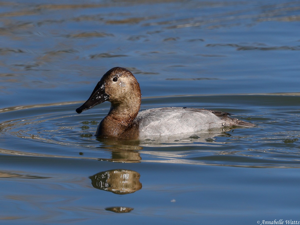Canvasback - ML641862934