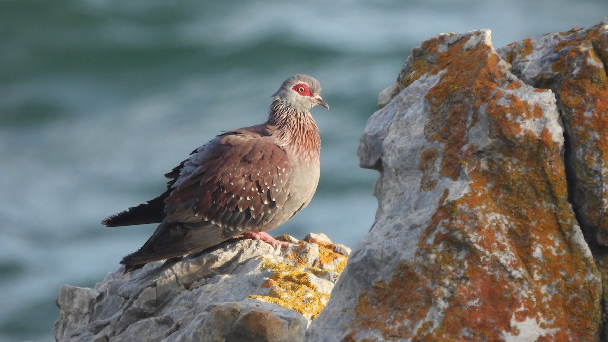 Speckled Pigeon - ML641862945