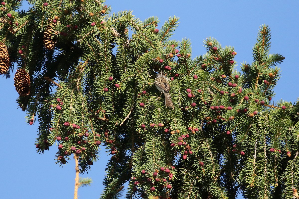 Карнатка бліда - ML641862947