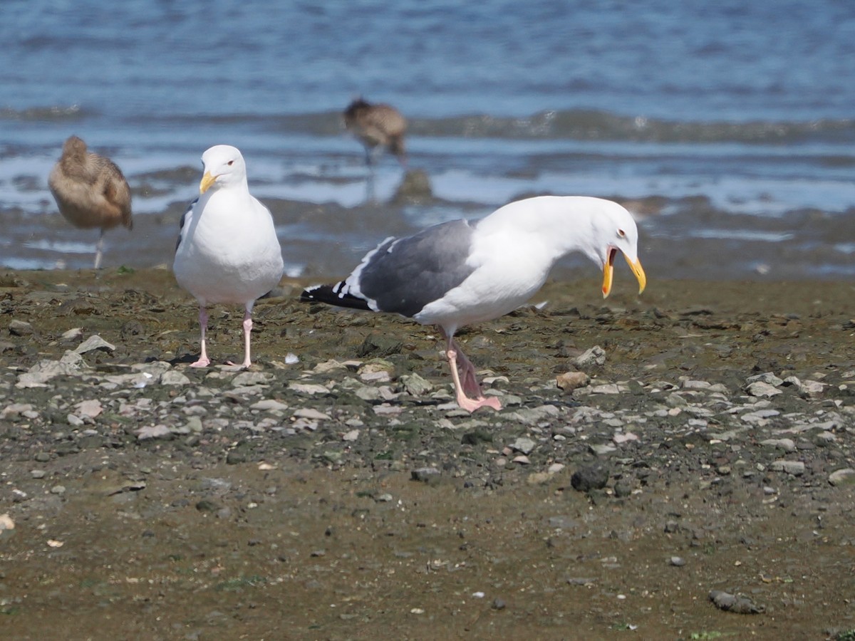Goéland d'Audubon - ML641862956