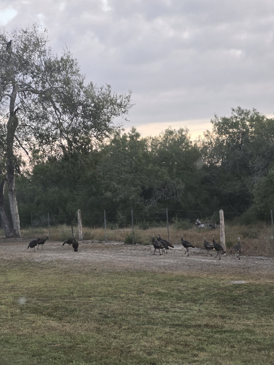 Guajolote Gallipavo - ML641862961