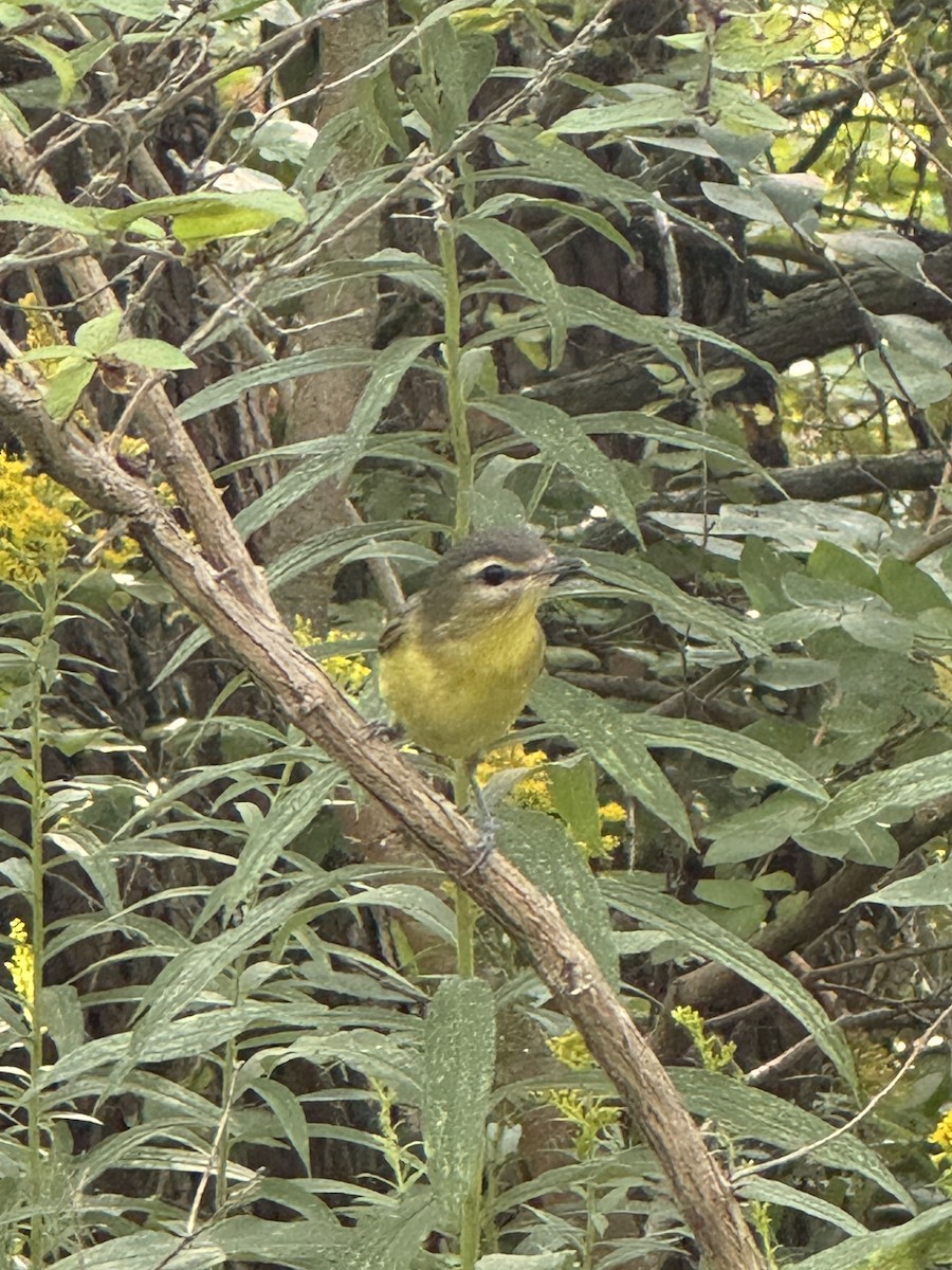 Philadelphia Vireo - ML641862976