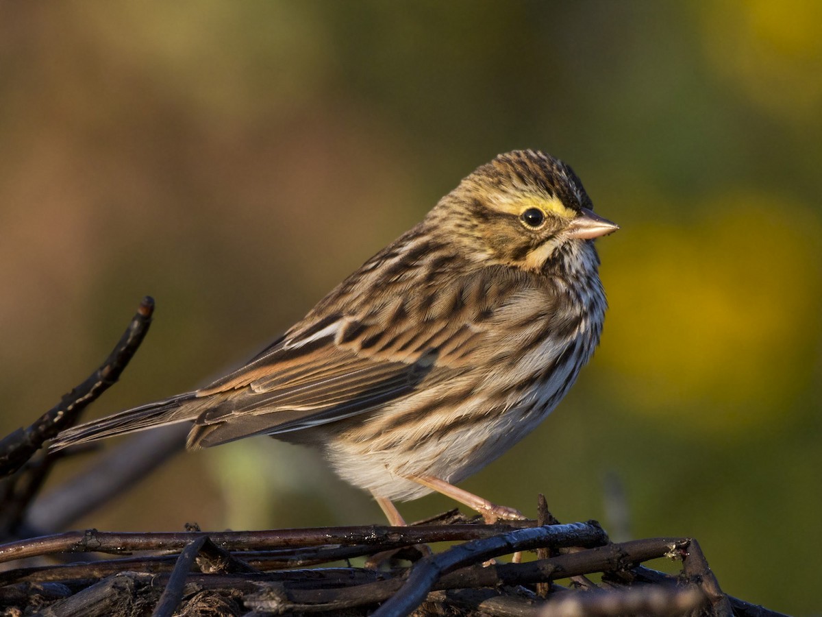 Savannah Sparrow - ML641862986