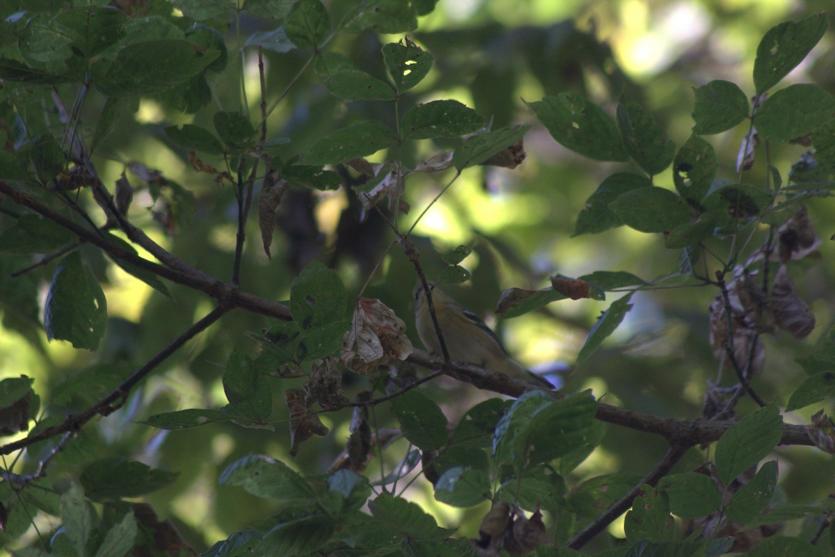 Bay-breasted Warbler - ML641862988