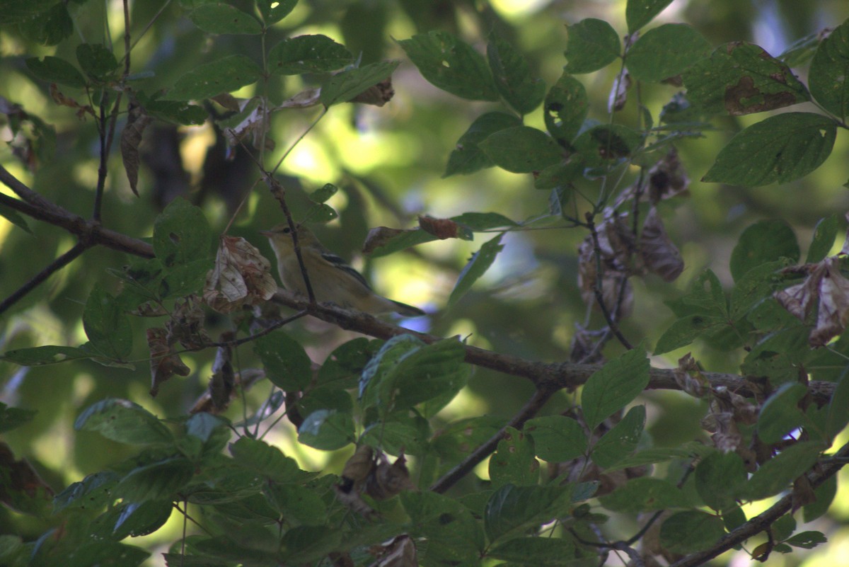 Bay-breasted Warbler - ML641862989